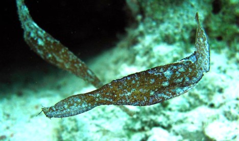 Seegrasgeisterfisch (Solenostomus cyanopterus)